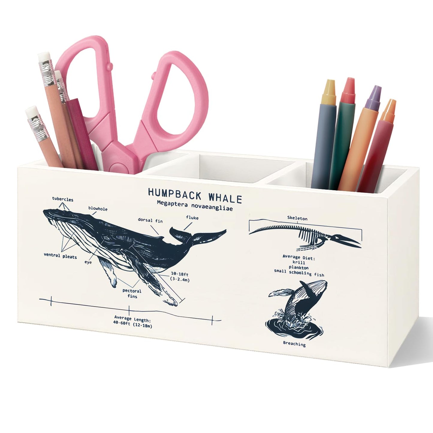 VIIJJUE Humpback Wooden Pen Pencil Holder, Whale Shark Gifts for Beach Ocean Lovers, Coastal Beach Marine Biology Wooden Makeup Brush Toothbrush Holder Organizer
