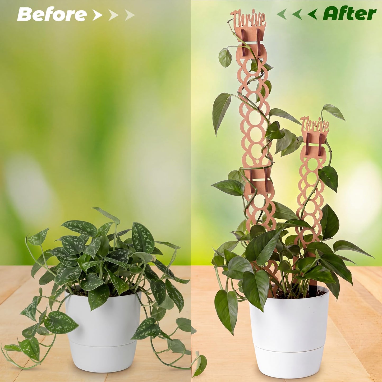 Otoolling 6 Sets Wooden Extendable Plants Trellis Indoor Modular Plant Trellis with Wood Thrive Sign Decor and Extensions for Outdoor Climbing Houseplants Vine Flower Stem (Ring)
