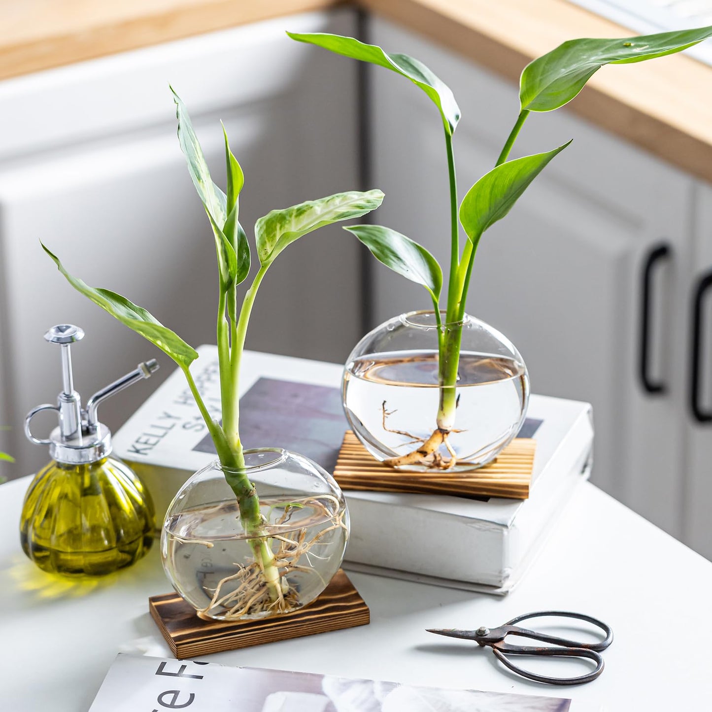 wangsdjy Glass Planter Propagation Station with Wooden Base - Clear Oblate Hydroponic Vase, Decorative Desktop Flower Vase for Home, Office, Windowsill - Gift for Plant Lovers (6)