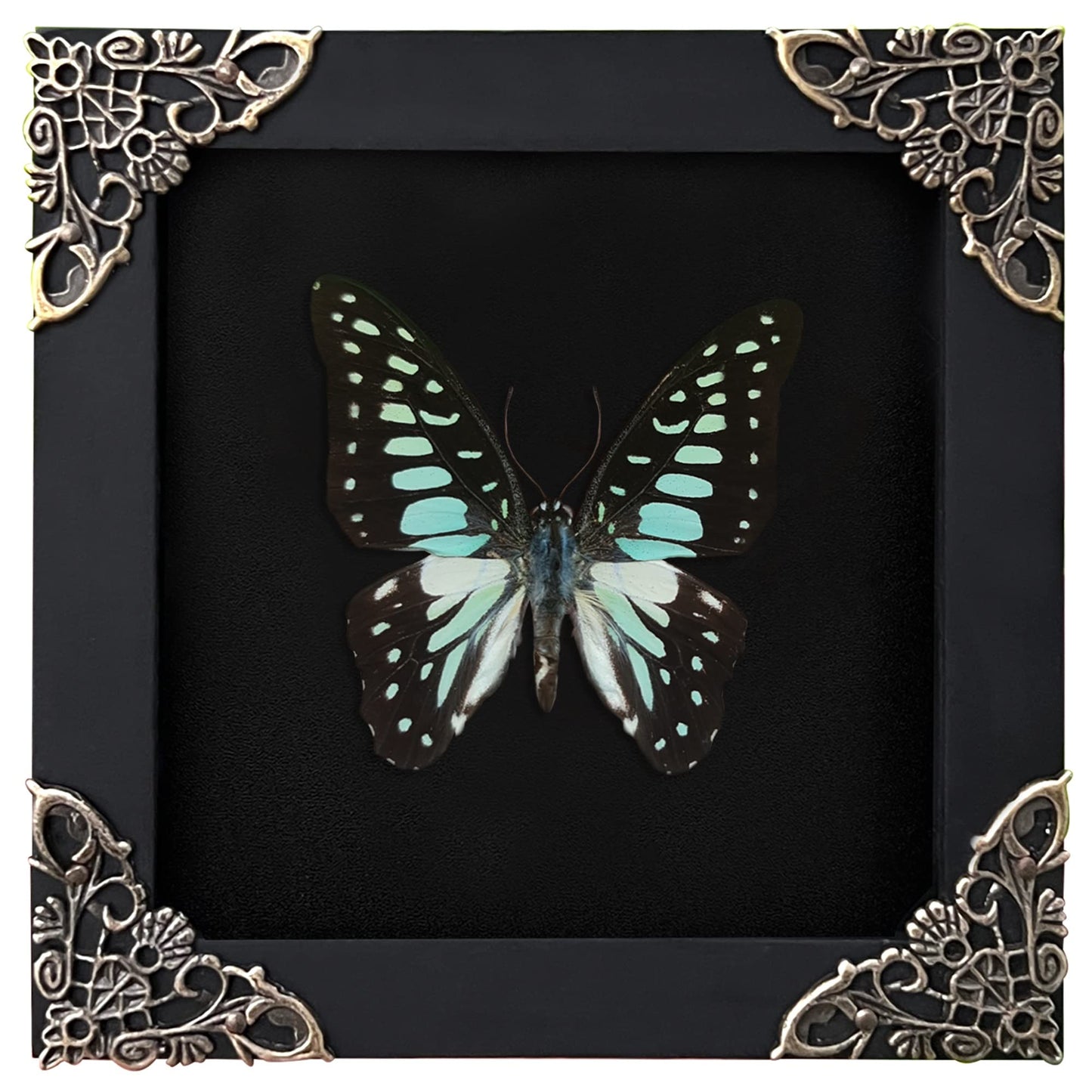 Real Butterfly Black Framed Butterflies Shadow Box Bug Wooden Insect Specimen Entomology Oddity Taxidermy Handmade Decor Wall Hanging K12-11-DE