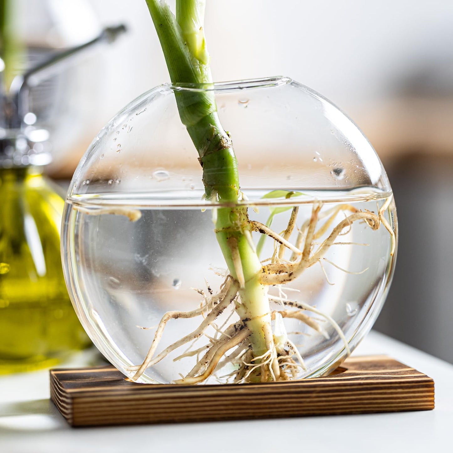 wangsdjy Glass Planter Propagation Station with Wooden Base - Clear Oblate Hydroponic Vase, Decorative Desktop Flower Vase for Home, Office, Windowsill - Gift for Plant Lovers (4)