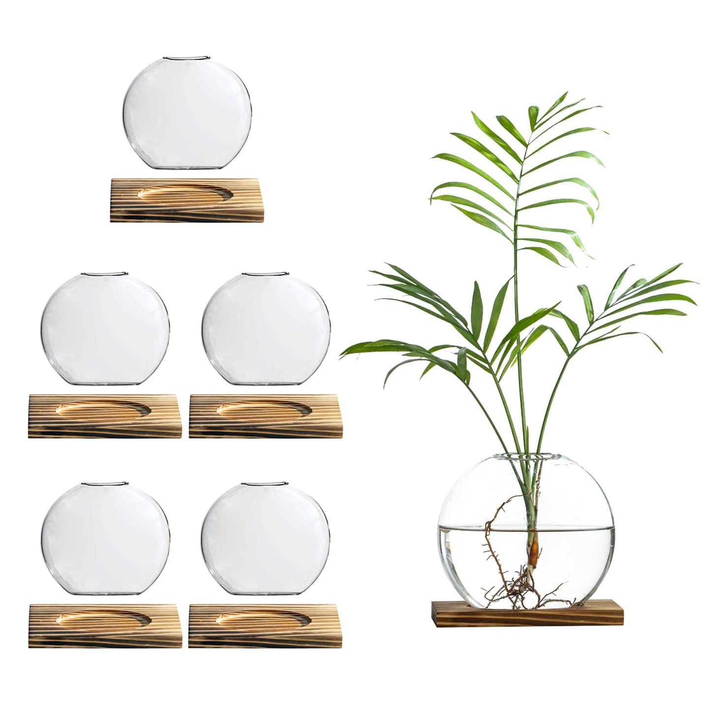 wangsdjy Glass Planter Propagation Station with Wooden Base - Clear Oblate Hydroponic Vase, Decorative Desktop Flower Vase for Home, Office, Windowsill - Gift for Plant Lovers (6)