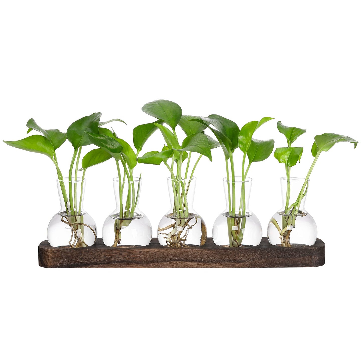 YIBOT Propagation Vases for Plants Terrarium with Wooden Tray,5 Glass Vases