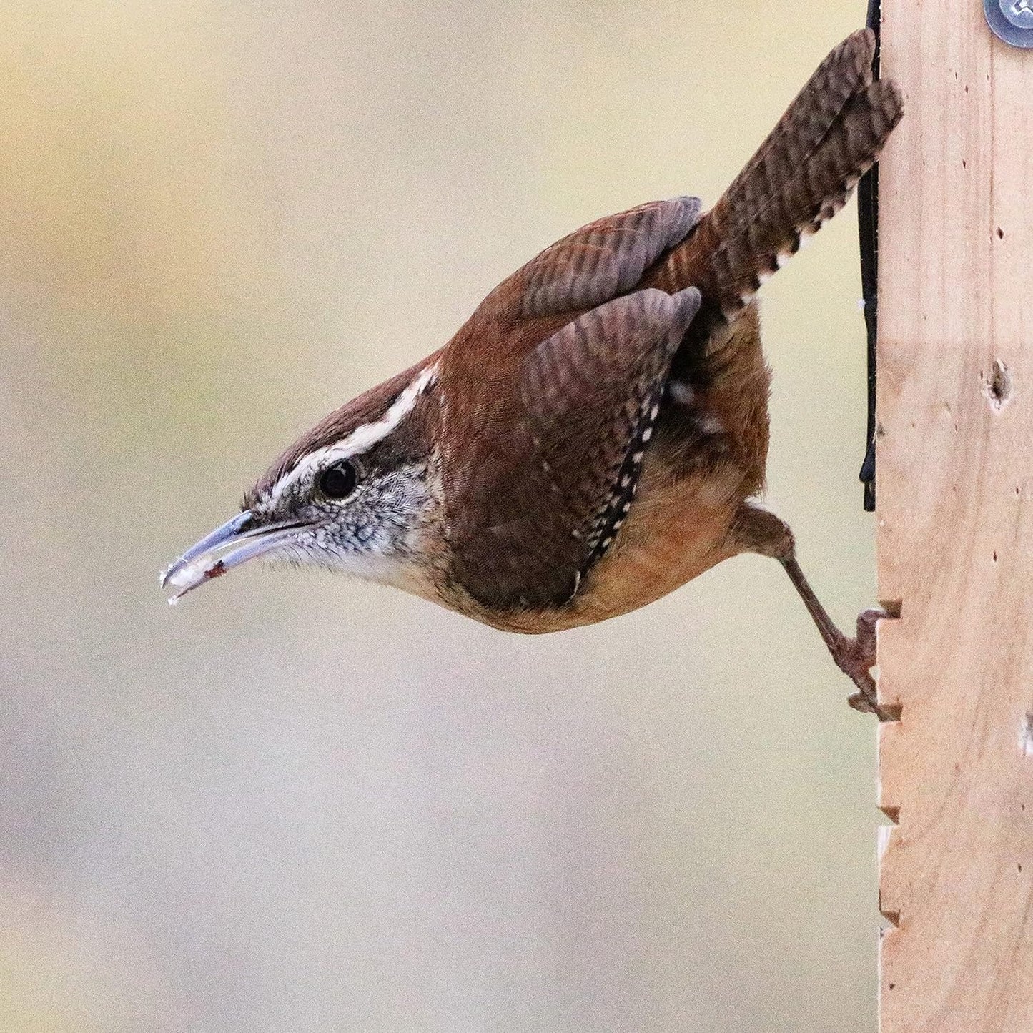 Nature's Way Bird Products CWF1 Tail-prop Suet Bird Feeder 12"H x 7.875"L x 3"W, Brown