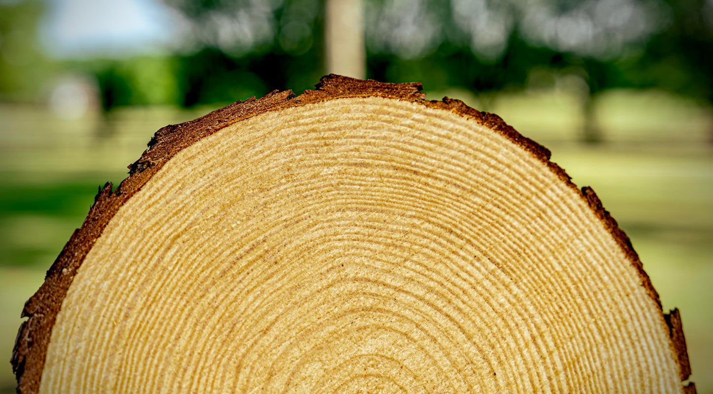 Set of (12) 9-11 inch Wood Slices for centerpieces! Wood Slice centerpieces, Wood Rounds, Tree Slices (9-11 inch 12 Pack)