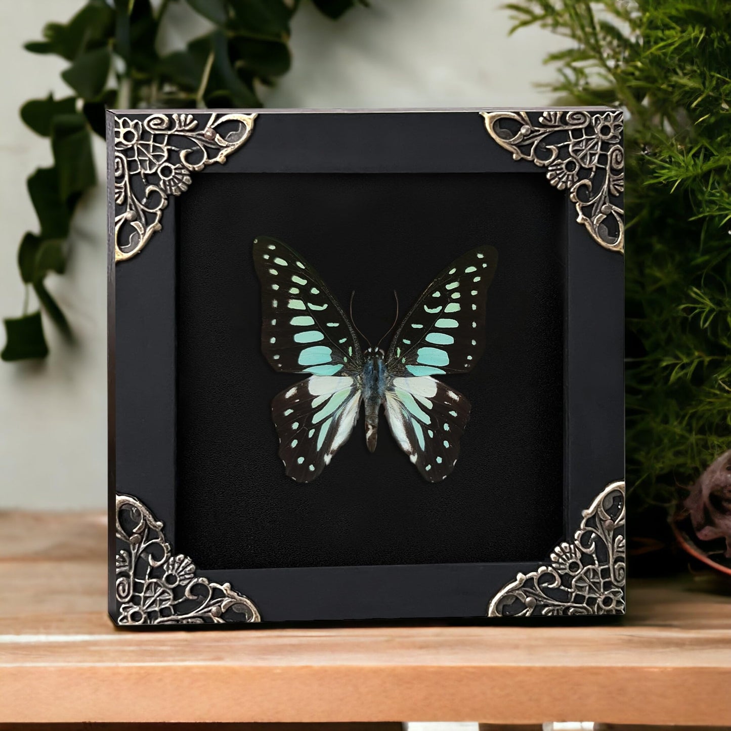 Real Butterfly Black Framed Butterflies Shadow Box Bug Wooden Insect Specimen Entomology Oddity Taxidermy Handmade Decor Wall Hanging K12-11-DE