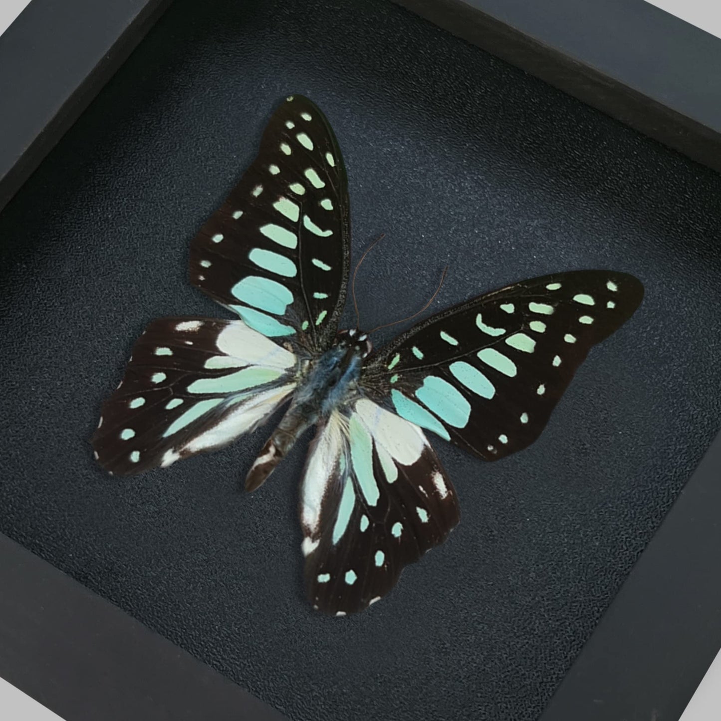 Real Butterfly Black Framed Butterflies Shadow Box Bug Wooden Insect Specimen Entomology Oddity Taxidermy Handmade Decor Wall Hanging K12-11-DE